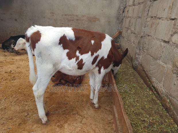 Calves for Sale - thumbnail 8