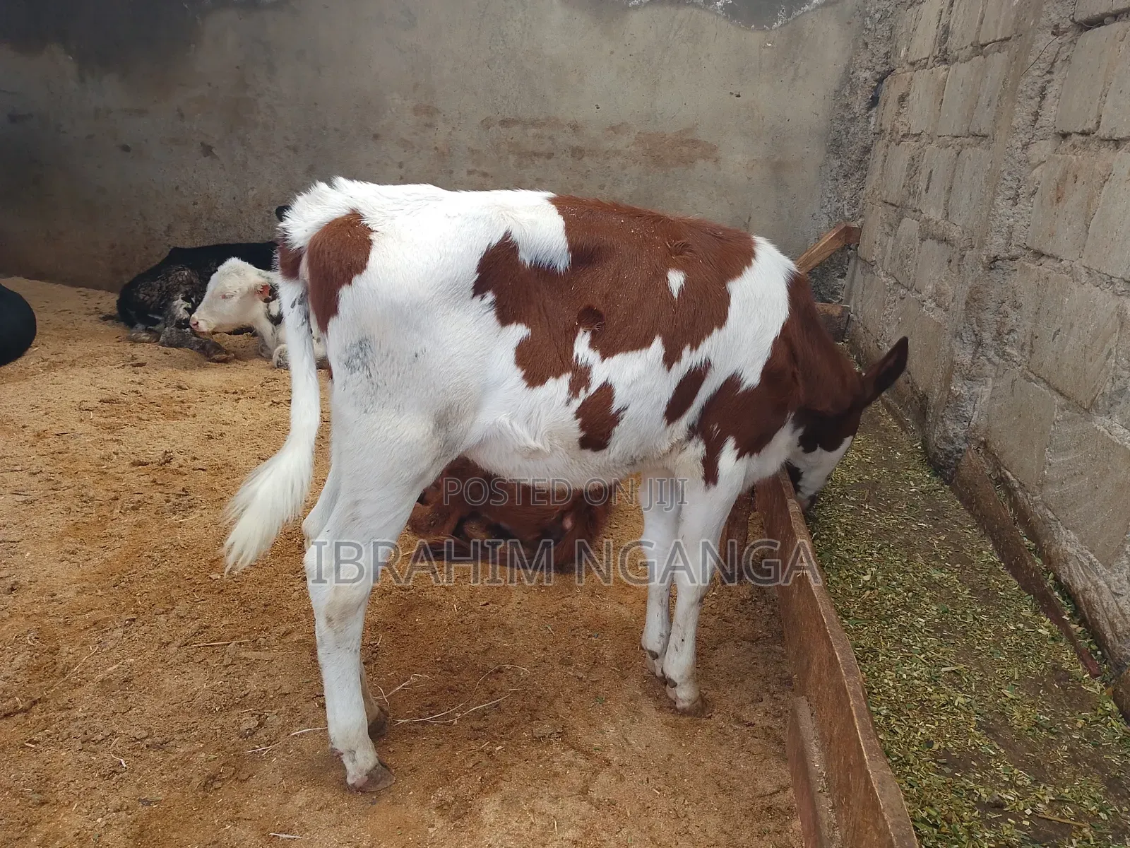 Calves for Sale