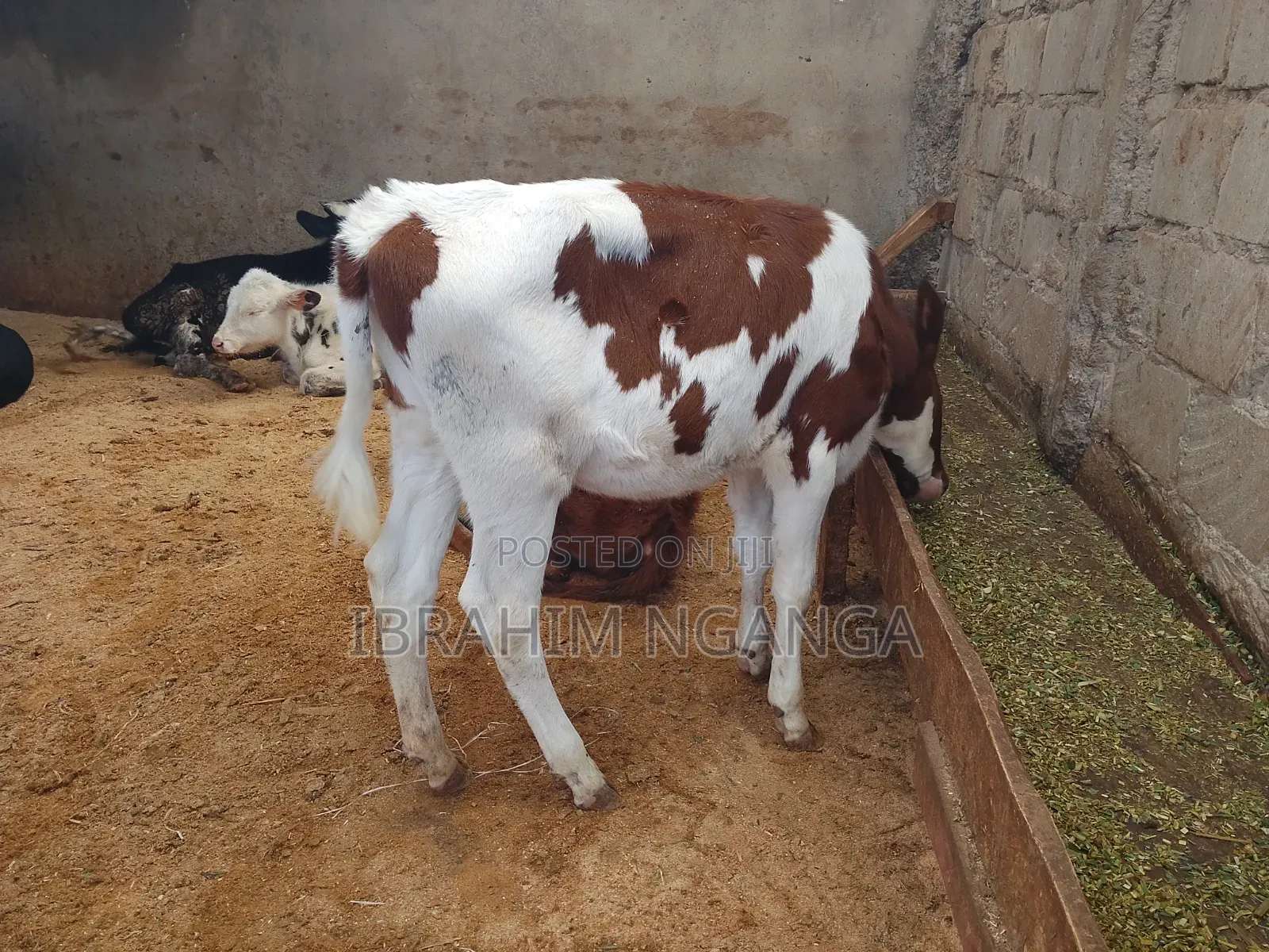 Calves for Sale