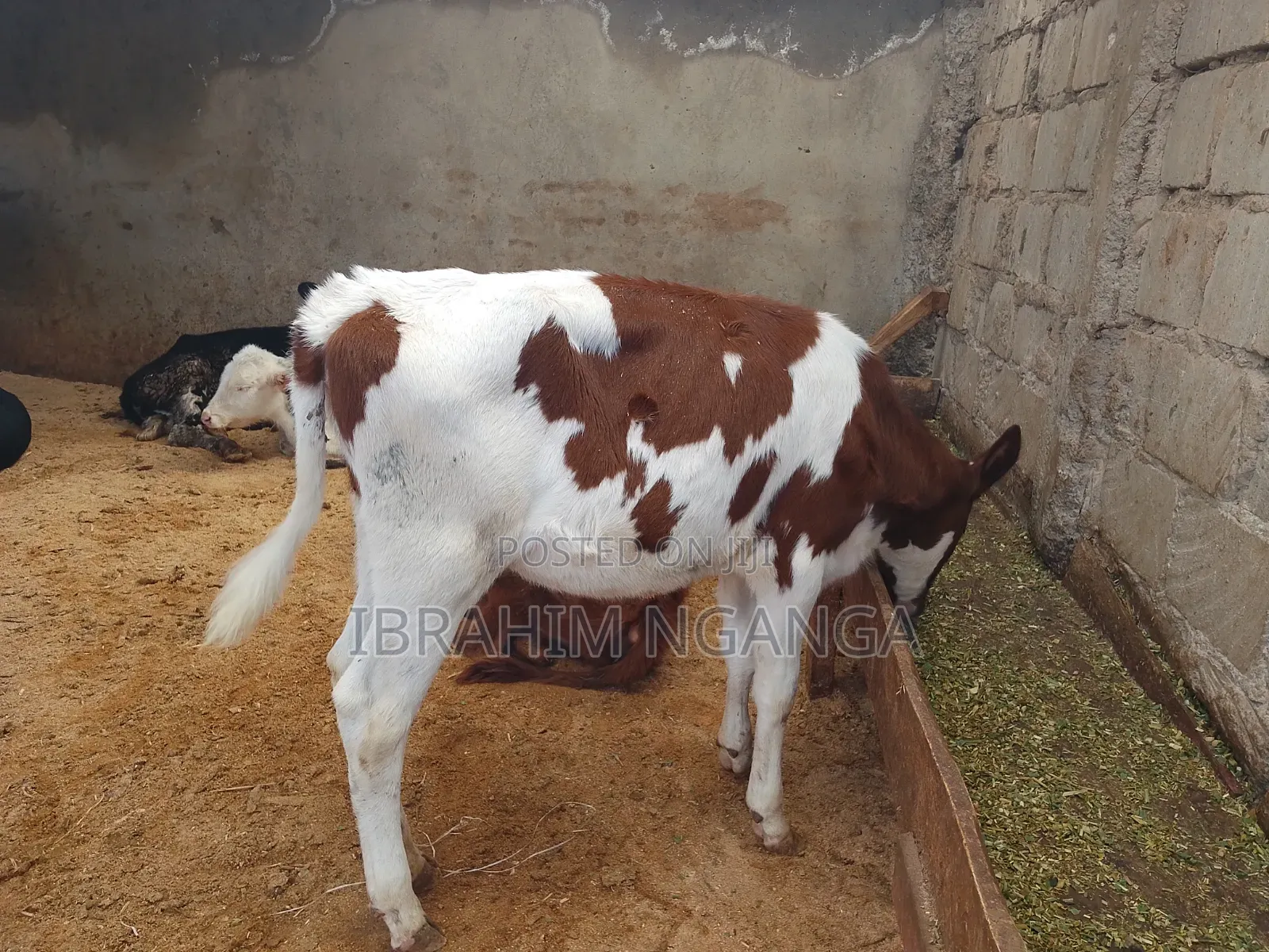 Calves for Sale
