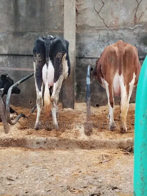 Lactating Cow