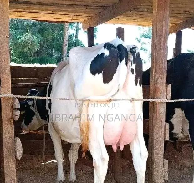 Lactating Cow - thumbnail 2