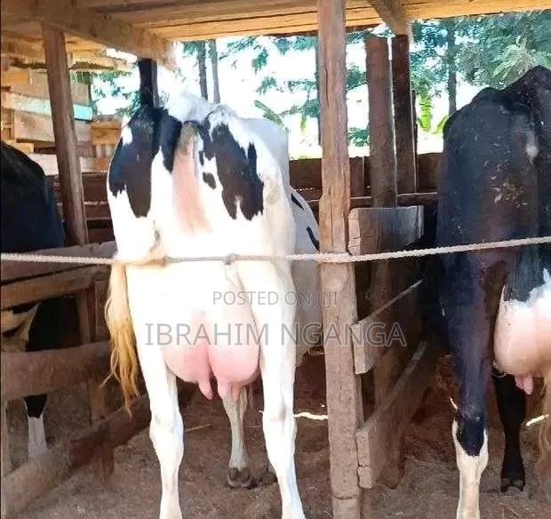 Lactating Cow - thumbnail 3