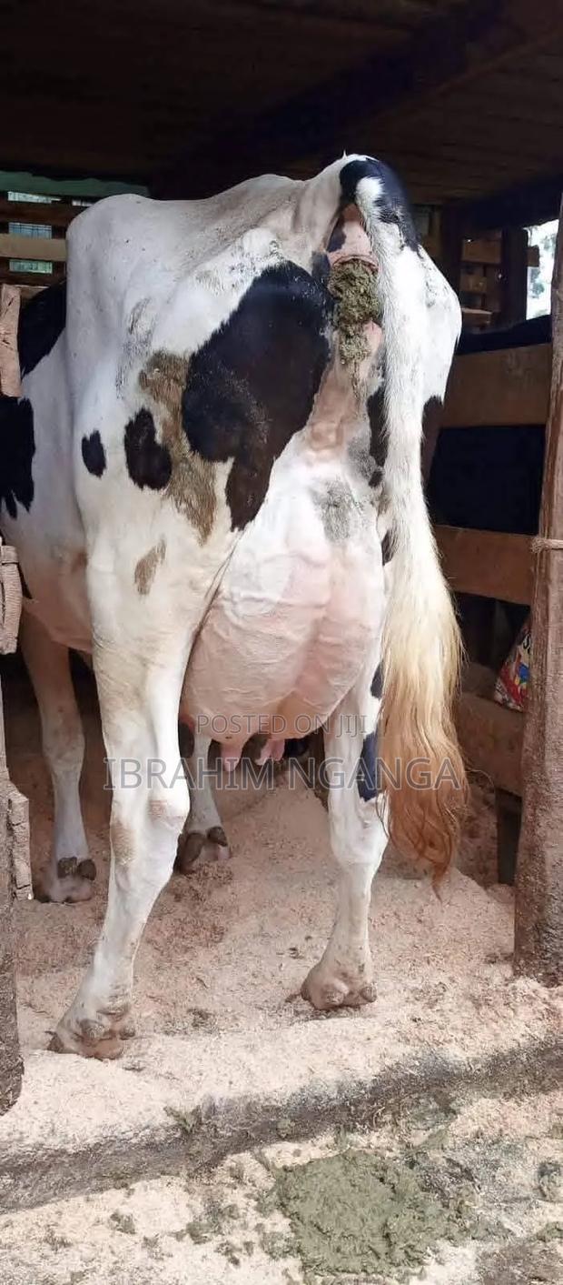Lactating Cow - thumbnail 5