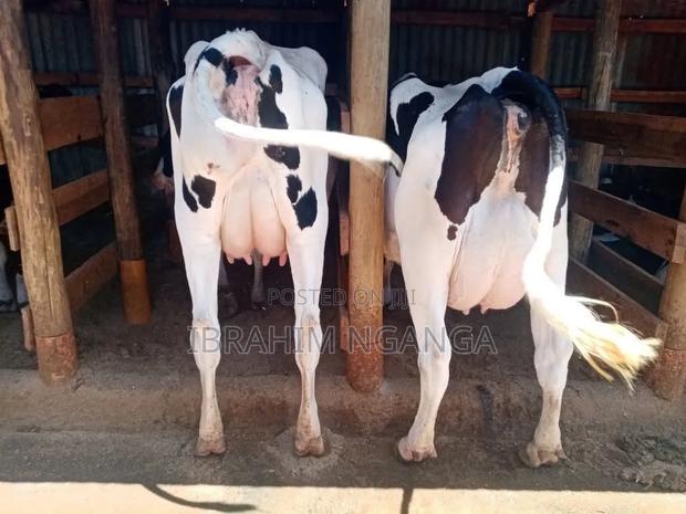 Lactating Cow - thumbnail 7