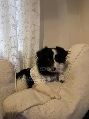 6-12 months Female Mixed Breed Border Collie