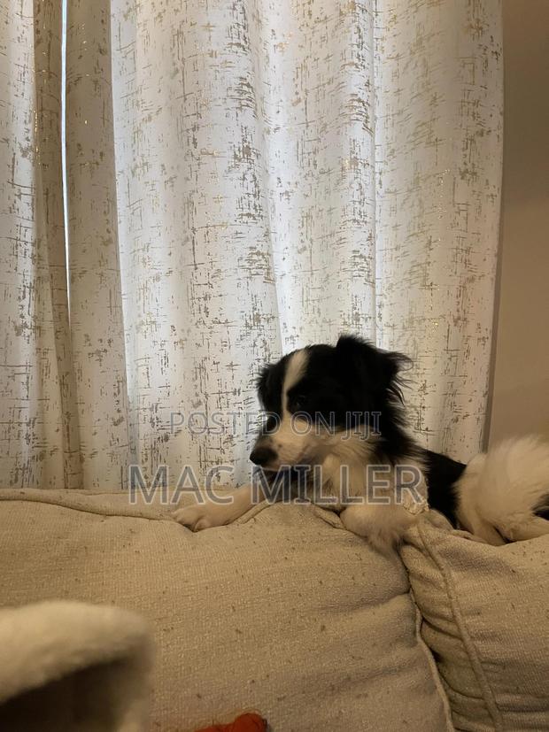 6-12 months Female Mixed Breed Border Collie - thumbnail 10