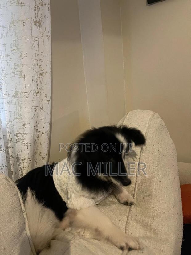 6-12 months Female Mixed Breed Border Collie - thumbnail 6