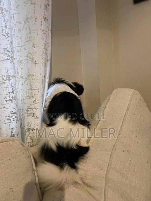 6-12 months Female Mixed Breed Border Collie - thumbnail 4