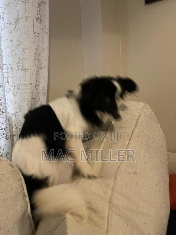 6-12 months Female Mixed Breed Border Collie - thumbnail 5