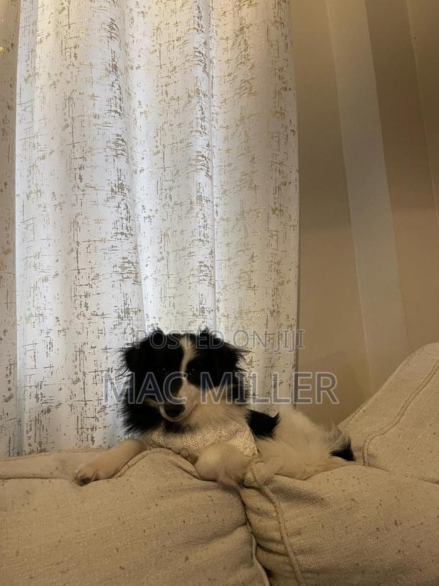 6-12 months Female Mixed Breed Border Collie - thumbnail 12