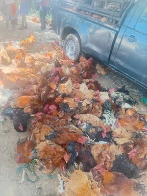 Kienyeji Chicken