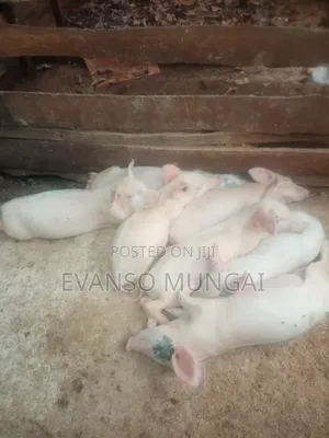 Pig Farming