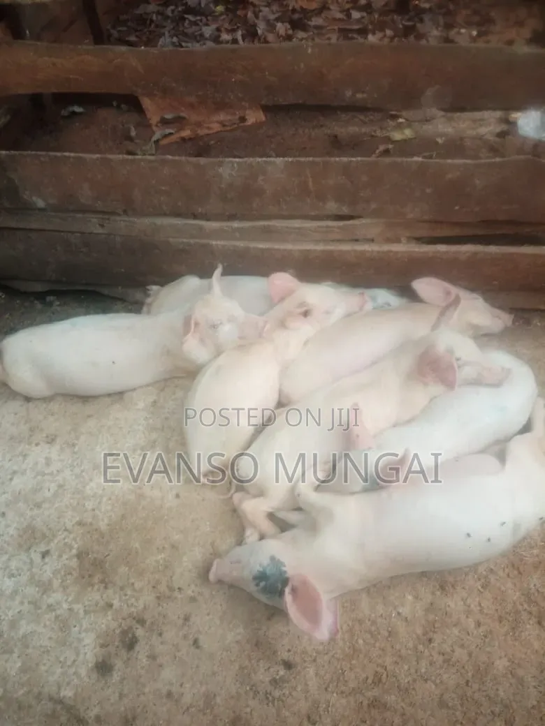 Pig Farming
