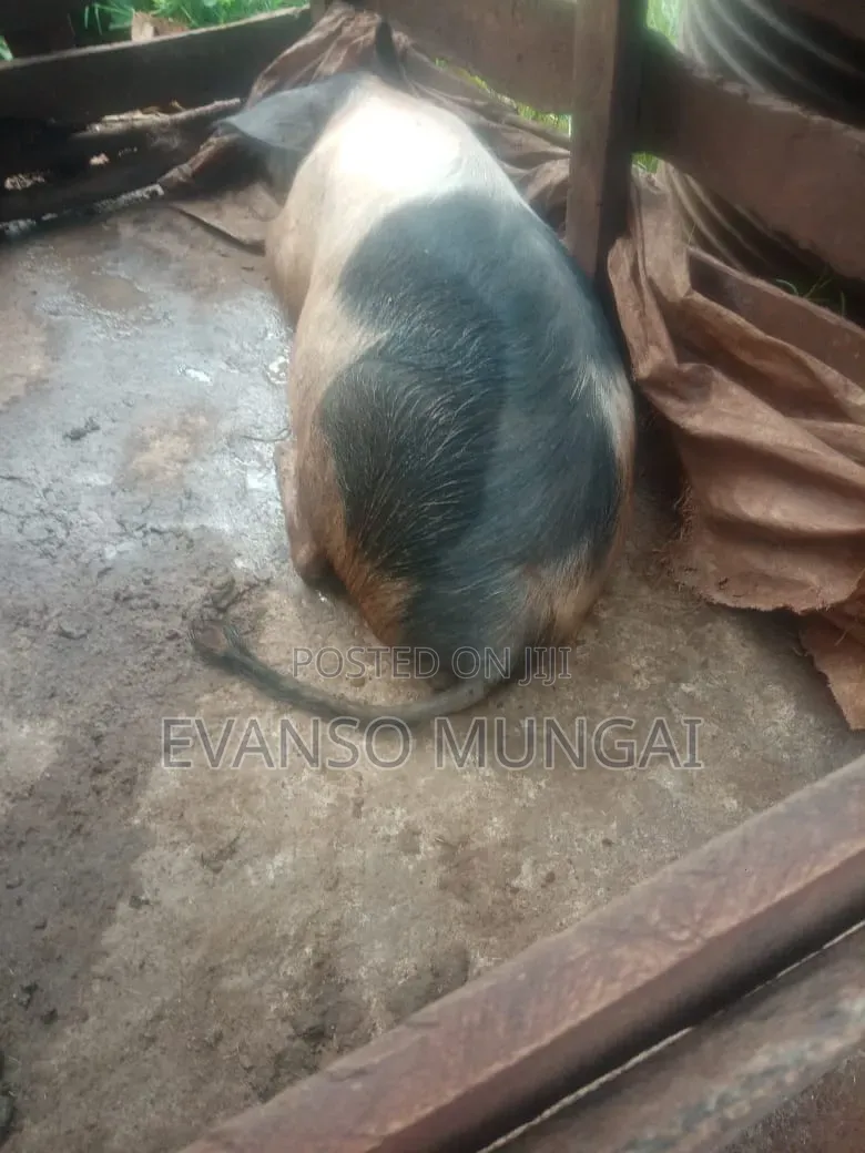 Pig Farming