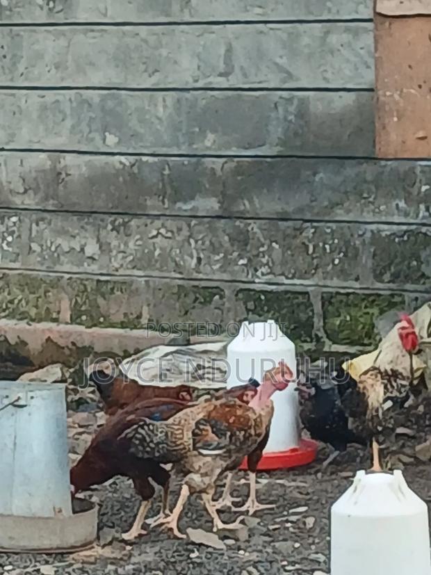 Kienyeji Chicken