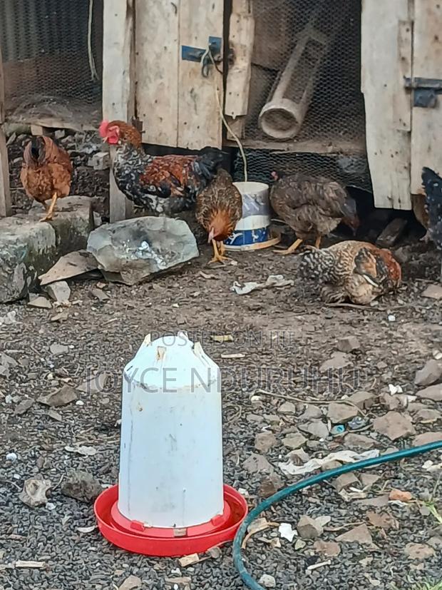 Kienyeji Chicken - thumbnail 2