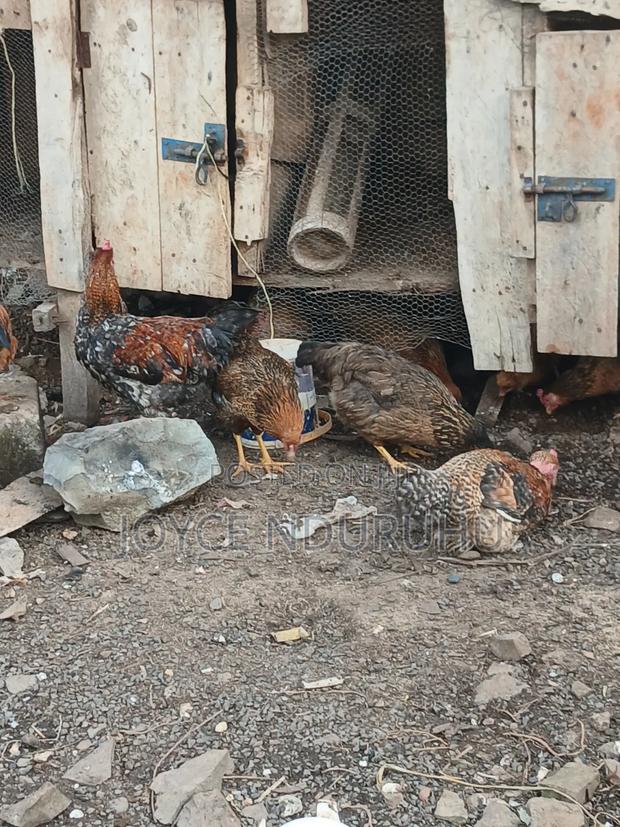Kienyeji Chicken - thumbnail 3