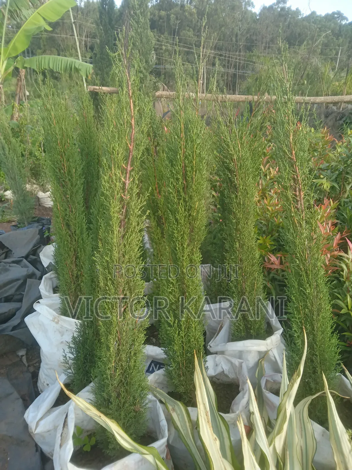 Itallian Cypress