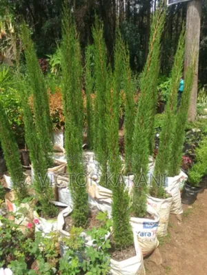 Itallian Cypress