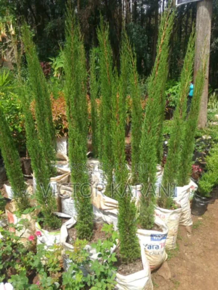 Itallian Cypress