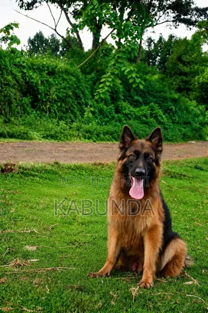 1+ year Female Purebred German Shepherd