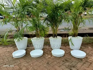 Potted Golden Palm