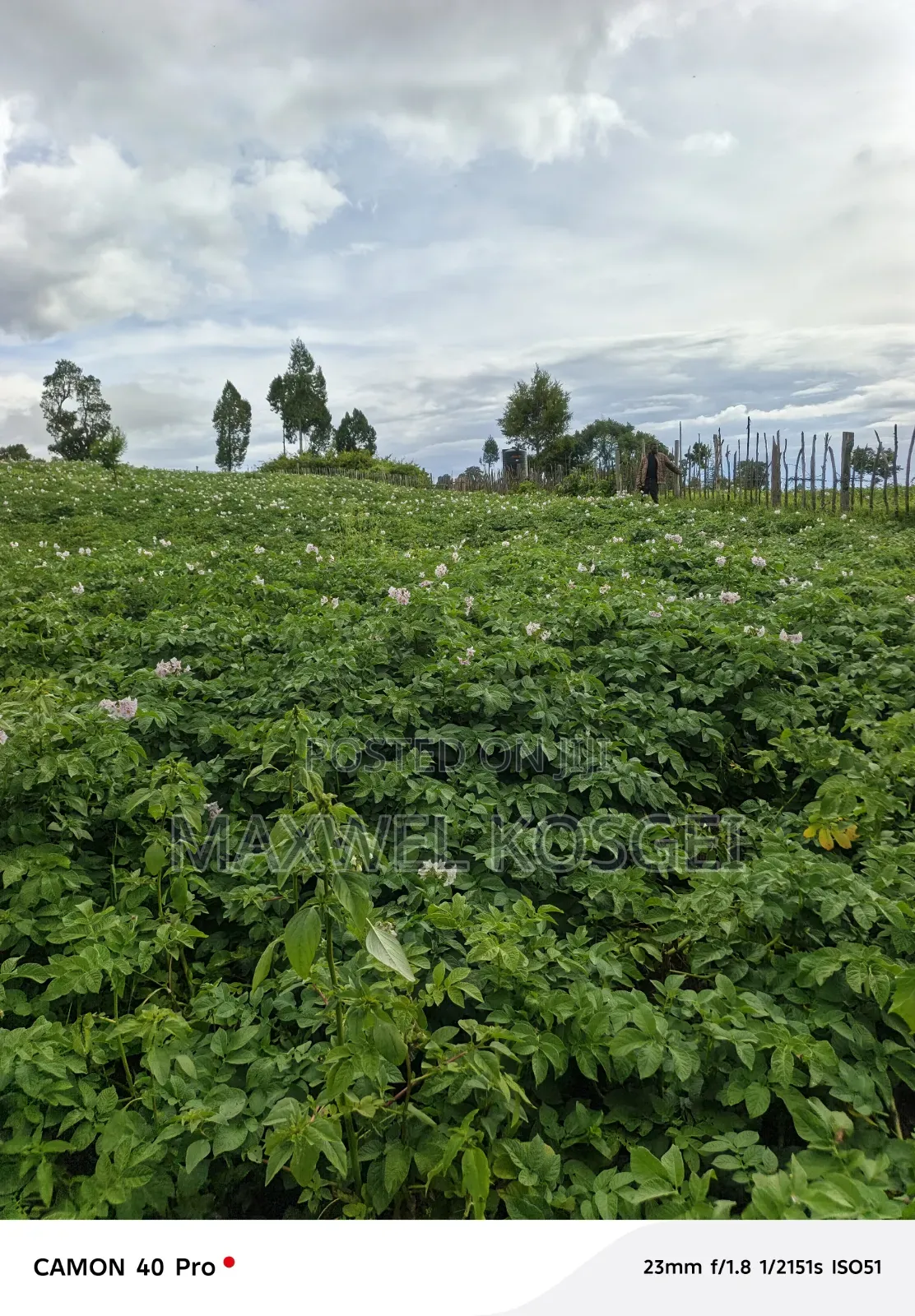 Fresh Irish Potatoes