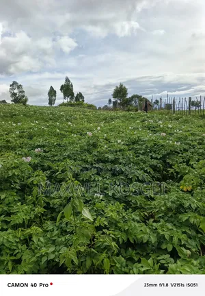 Fresh Irish Potatoes