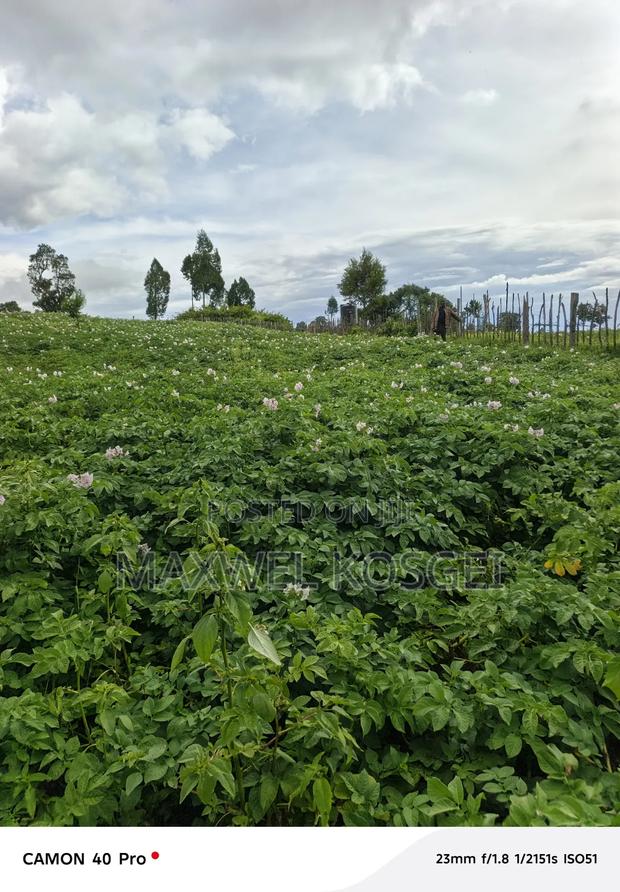 Fresh Irish Potatoes