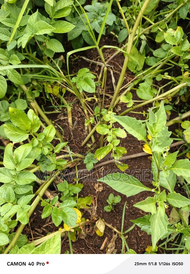 Fresh Irish Potatoes - thumbnail 2