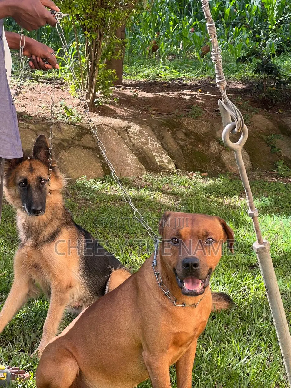 1-3 months Female Mixed Breed Boerboel