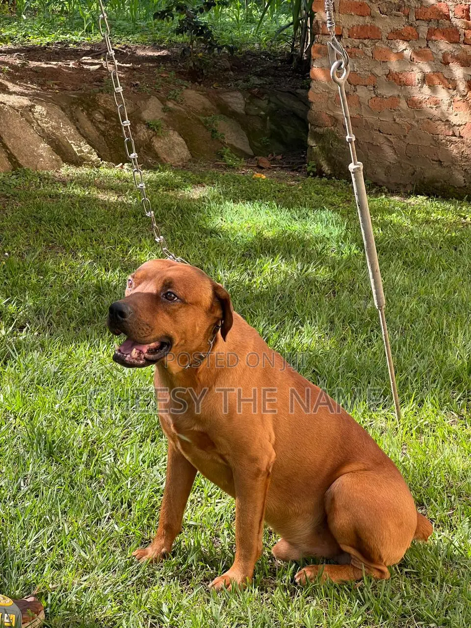 1-3 months Female Mixed Breed Boerboel
