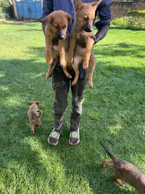 1-3 months Female Mixed Breed Boerboel