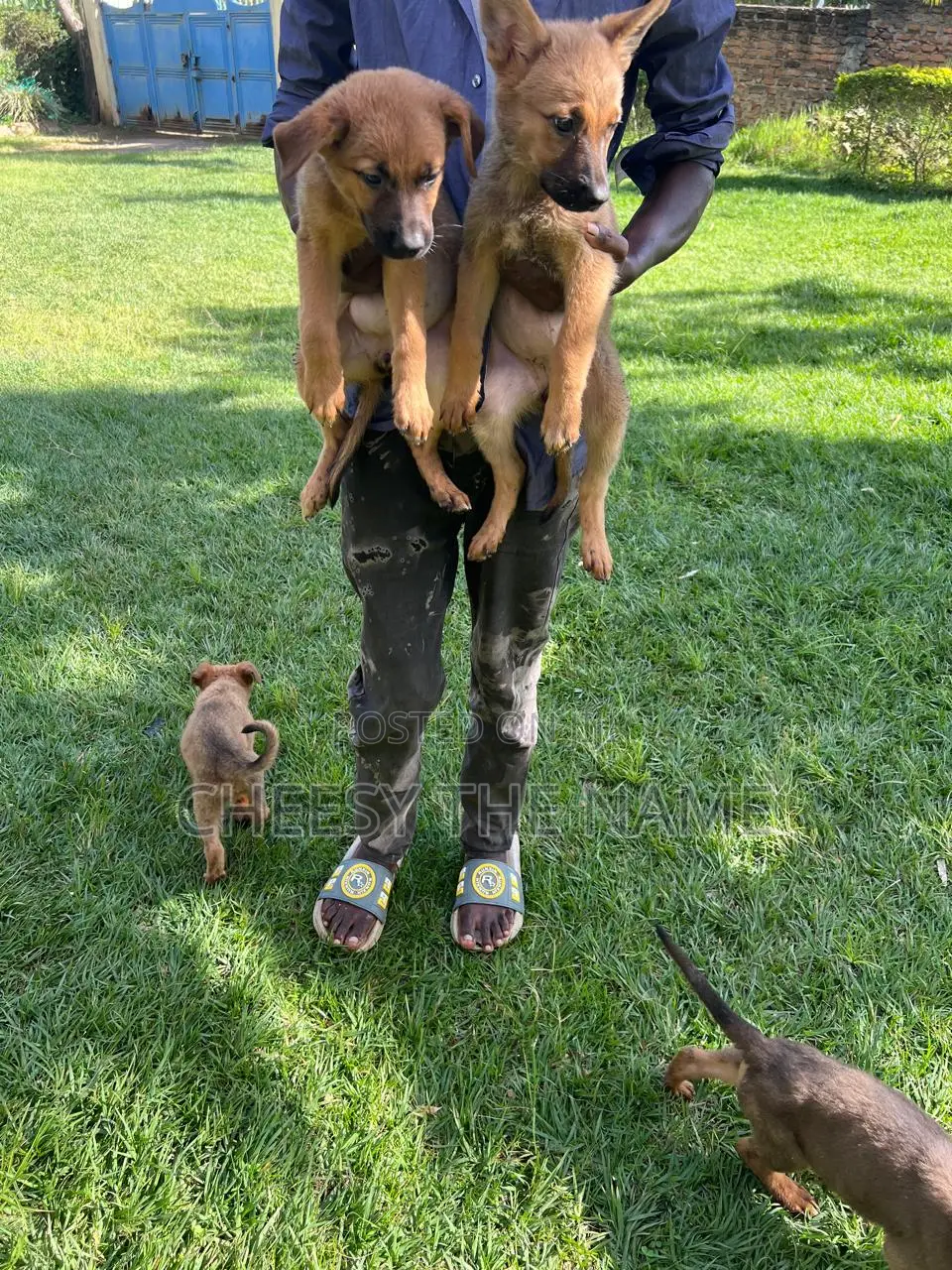 1-3 months Female Mixed Breed Boerboel