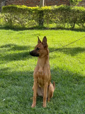 1-3 months Female Mixed Breed Boerboel