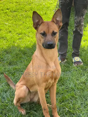1-3 months Female Mixed Breed Boerboel