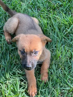 1-3 months Female Mixed Breed Boerboel
