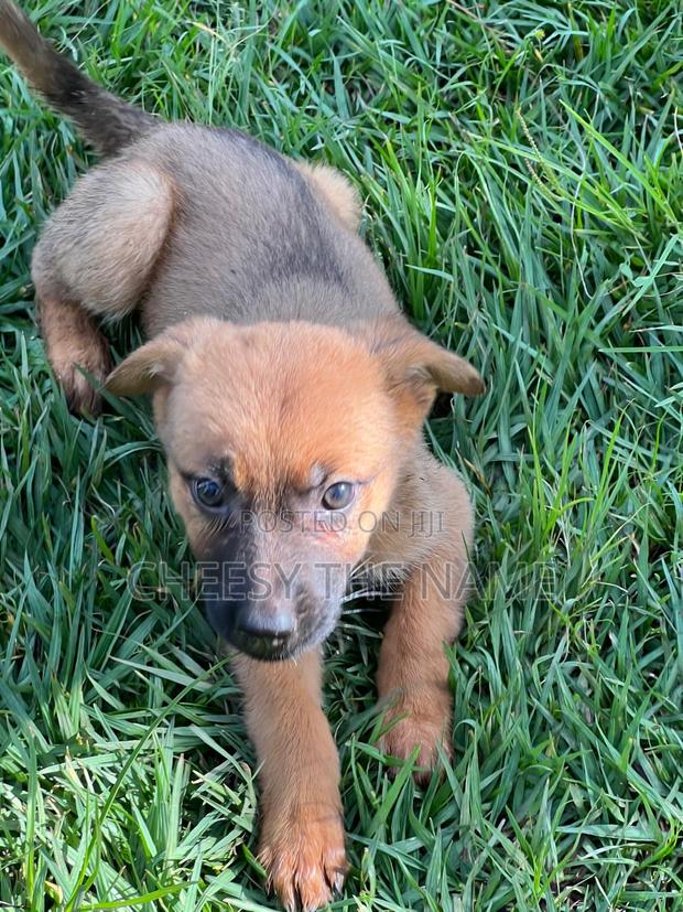 1-3 months Female Mixed Breed Boerboel