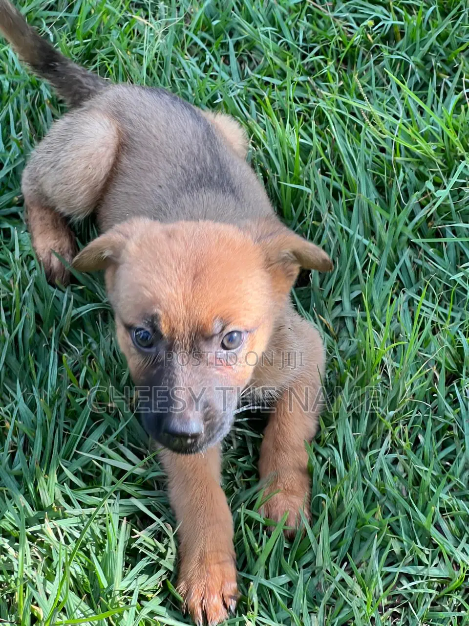 1-3 months Female Mixed Breed Boerboel