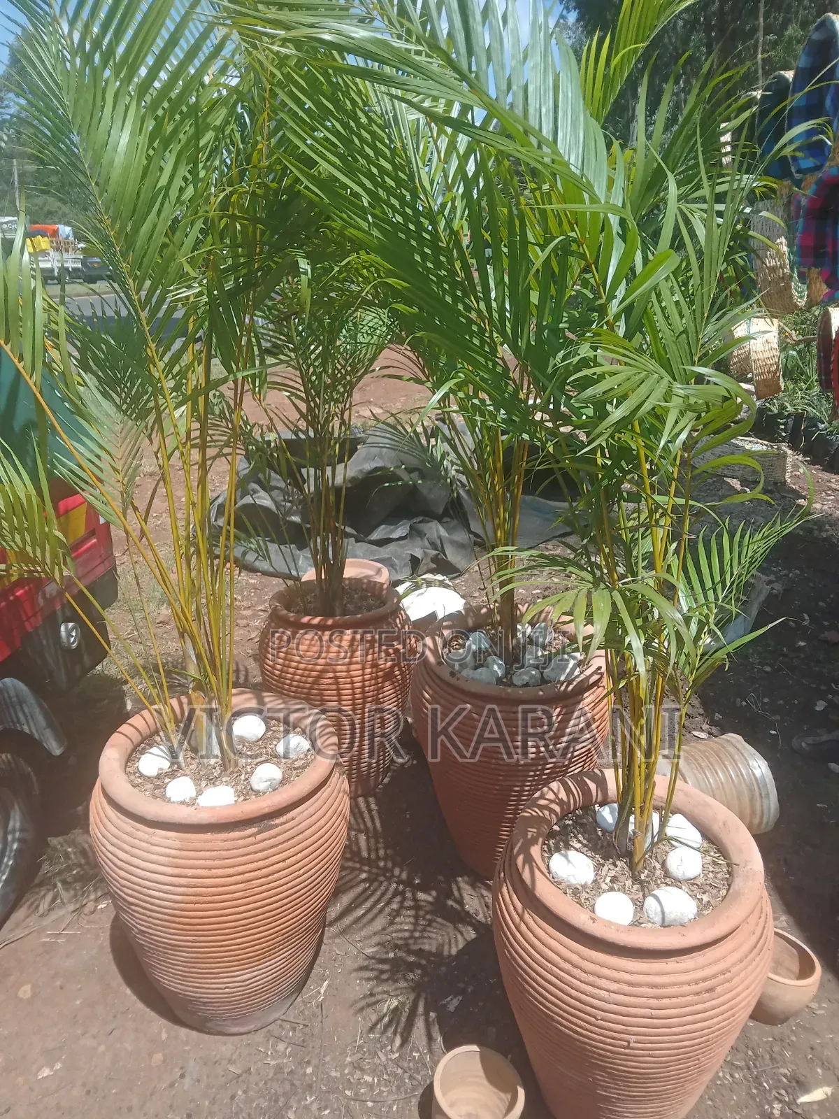 Potted Palm