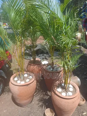 Potted Palm
