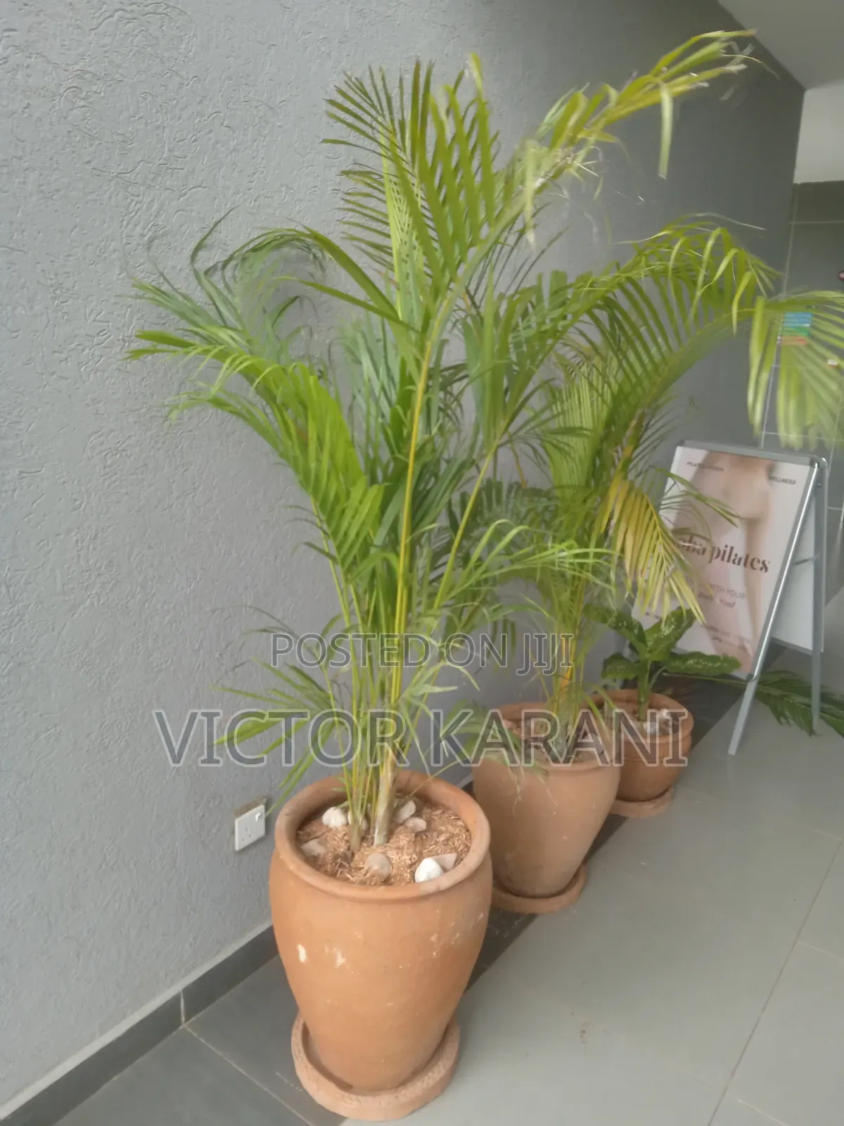 Potted Palm