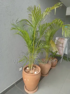 Potted Palm