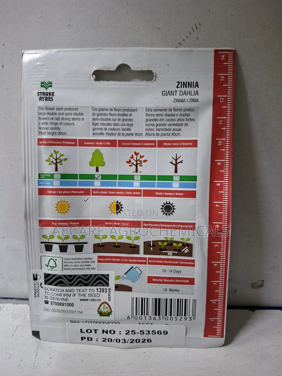 Zinnia Gaint Dahlia Flower Seeds Starke Aryes 2 Gram