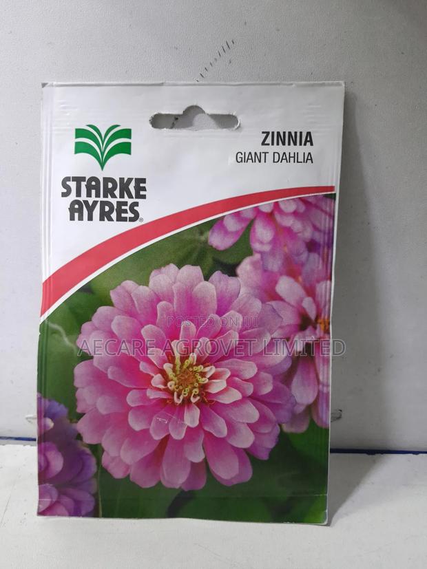 Zinnia Giant Dahlia 2grams Flower Seeds