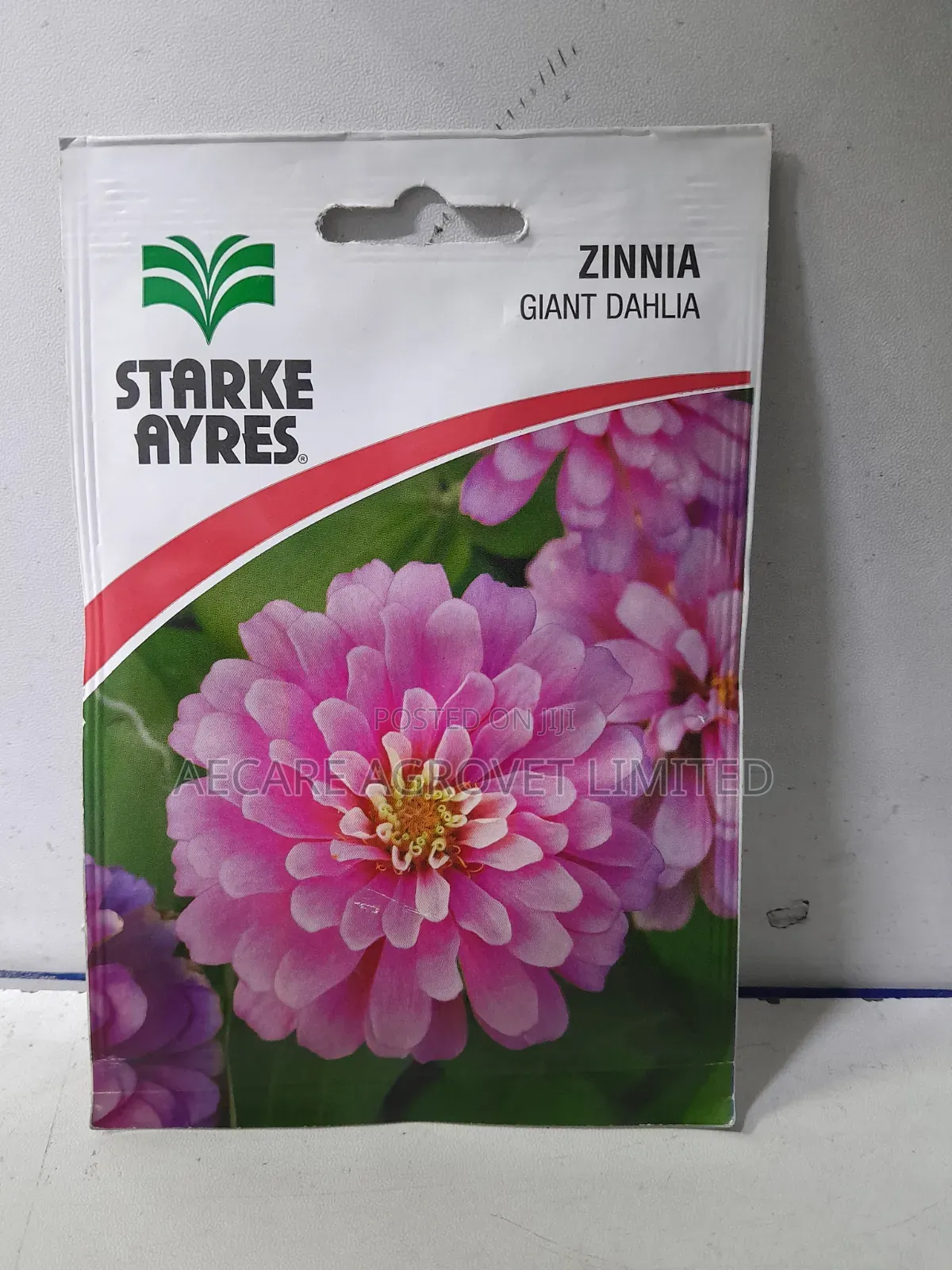Zinnia Giant Dahlia 2grams Flower Seeds