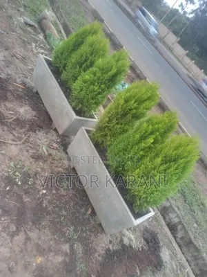 Potted Ornamental Plant