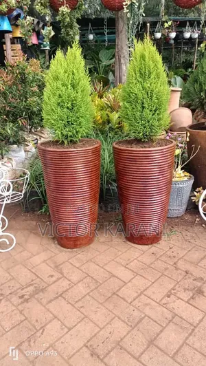 Potted Ornamental Plant