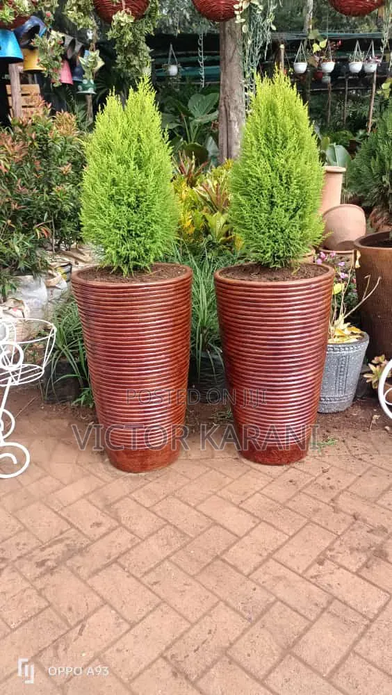 Potted Ornamental Plant